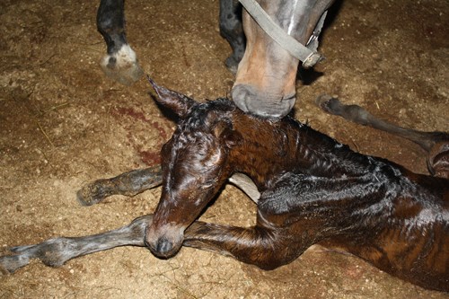 Folings og kælvningsboksen